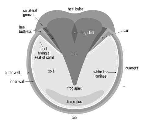 Horse Hoof Sole